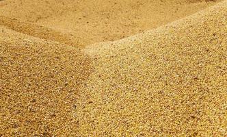 corn   after harvesting photo