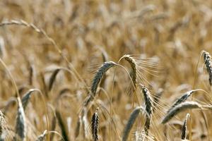 ripe yellow cereals photo