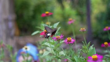 vlinder die stuifmeel op een bloem eet