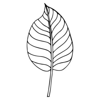 Tropical palm leave in sketch style, isolated vector illustration. Leave of palm tree in linear doodle style. Botanical minimalist print of exotic leave, sketch design.