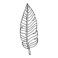 hojas de palma tropical en estilo boceto, ilustración vectorial aislada. hoja de palmera en estilo de garabato lineal. impresión botánica minimalista de hojas exóticas, diseño de bocetos. vector