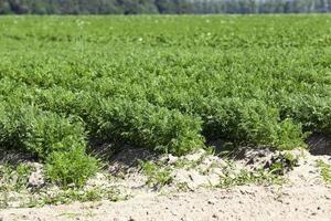 Field with carrot photo