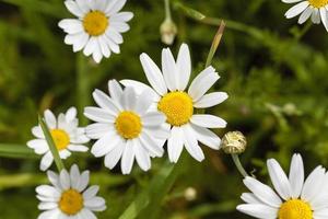 white daisy, spring photo
