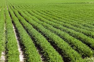 Field with carrot photo