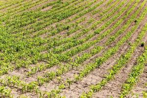 corn plants , spring photo