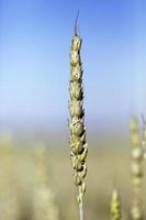 unripe ears of wheat photo