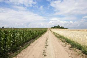 Field with corn photo