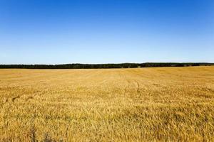 cosecha de cereales, campo foto