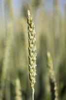 unripe ears of wheat photo