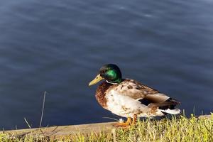 duck on the birch photo