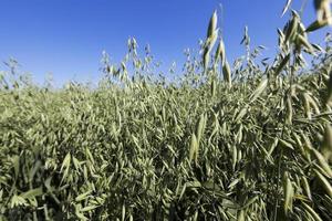 Photo agriculture, Europe