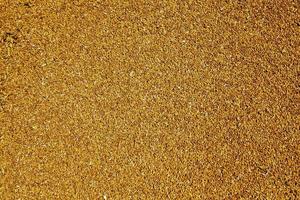 grain wheat , closeup photo