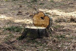 old trees  close up photo