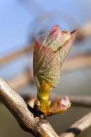 primer plano de brotes de uva foto