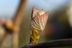 las uvas brotan de cerca foto