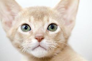 Abyssinian kitten close up photo