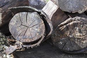 old rotting logs photo