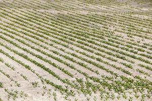 beetroot sprouts in the spring photo