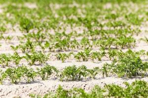 Field with carrot photo