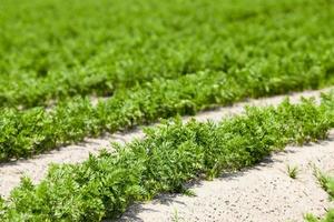 Field with carrot photo