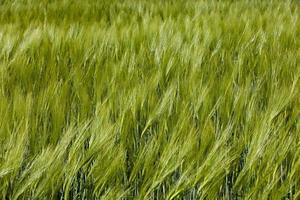 green barley close up photo