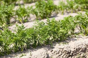 Field with carrot photo