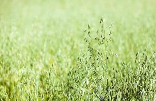 immature cereals ,  wheat photo