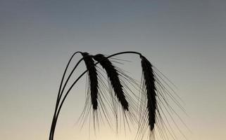 silhouette ears of rye at sunset photo