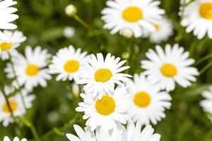 white daisy , spring photo