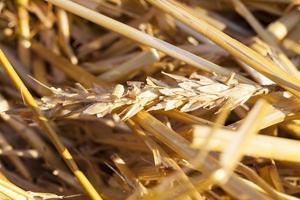 harvesting cereals, close up photo