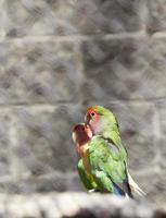 green parrots, close up photo