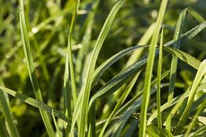 hierba verde, primer plano foto