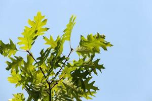 green foliage, close up photo