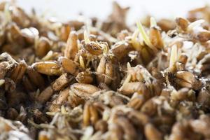 sprouted wheat, close up photo