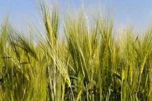 the field where cereals grow photo