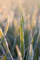 wheat during frost photo