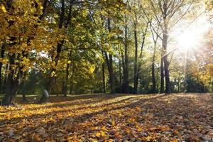 árboles en otoño foto