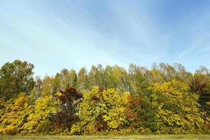 yellowed maple trees in autumn photo