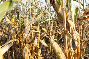 yellowed ripe corn photo