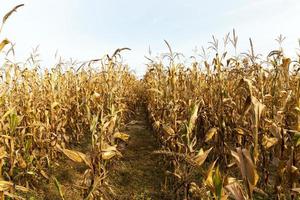 ears of ripe corn photo