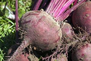 red beet, close up, close up photo