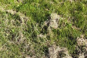 dry hay, close up photo