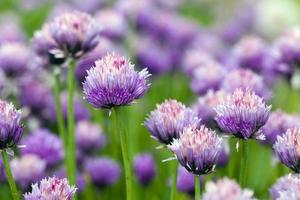 garlic flower close up photo