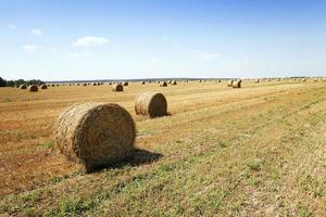 straw stackclose up photo