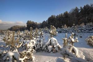 plants in the cold winter season photo