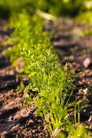 agricultural field on which grow up carrots photo