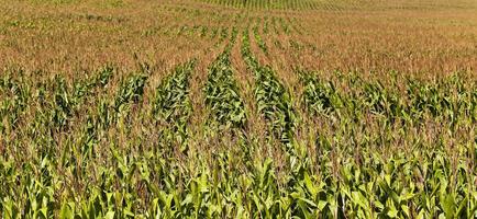 an agriculture field photo