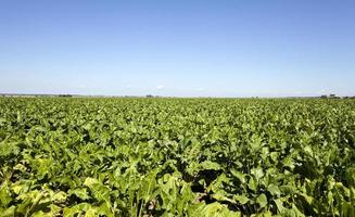 an agriculture field photo