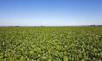 an agriculture field photo