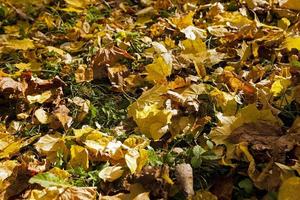 yellowed foliage . autumn photo